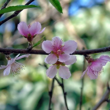 Forårsgrene i blomst på få uger